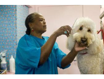 Glamour Pooch Package