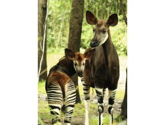 Curator-Led Tour of the Bronx Zoo's Congo Exhibit