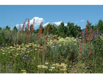 Tour Rocky Mountain Wildflowers in Crested Butte, Colorado with a wildflower expert