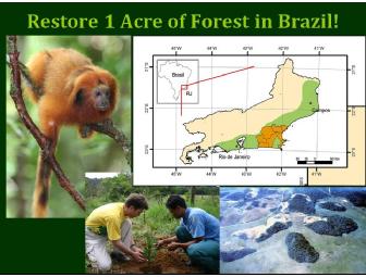 Restore One Acre of Forest for Golden Lion Tamarins in Brazil