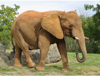 Behind-the-Scenes Tour of Miami Metrozoo with Airfare for Two