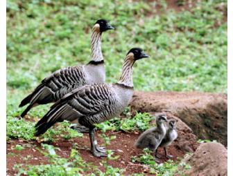 Behind-the-Scenes Tour of the Honolulu Zoo