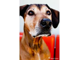 Dog Photography Session