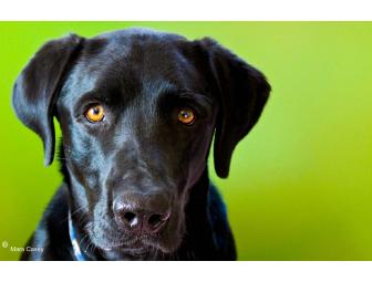 Dog Photography Session