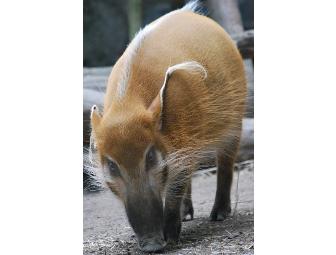 Curator-Led Tour of the Bronx Zoo's Congo Exhibit