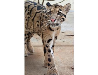 VIP Tour of Clouded Leopard Facility