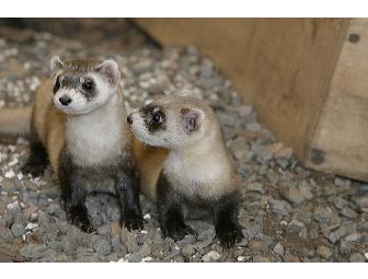 VIP Tour of Black-Footed Ferrets