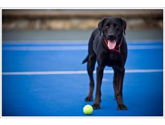 Pampered Pooch Package