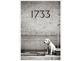 Pampered Pooch Package