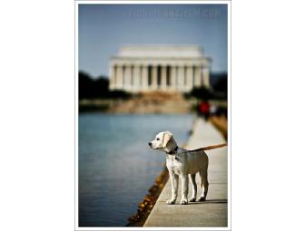 Pampered Pooch Package