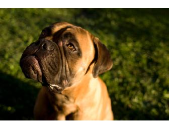 Glamour Pooch Package