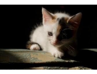 Glamour Pooch Package