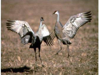 International Crane Foundation- Tour, Book & Membership