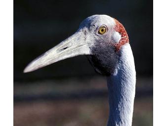 International Crane Foundation- Tour, Book & Membership