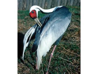 International Crane Foundation- Tour, Book & Membership