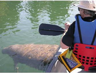 Guided River Tour in Florida (Kayak or Canoe) (II)