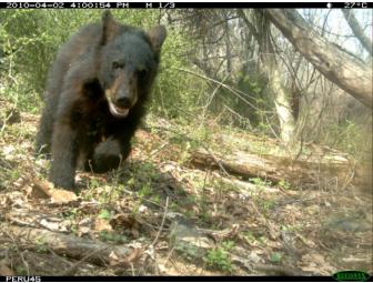 Camera Trap Interpretation