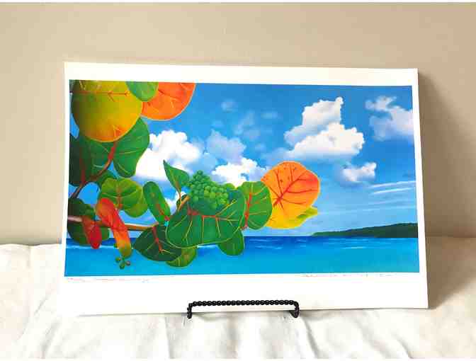 Seagrapes on the North Coast