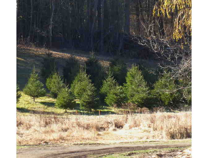 Early Bidding on Fresh Cut Christmas Tree