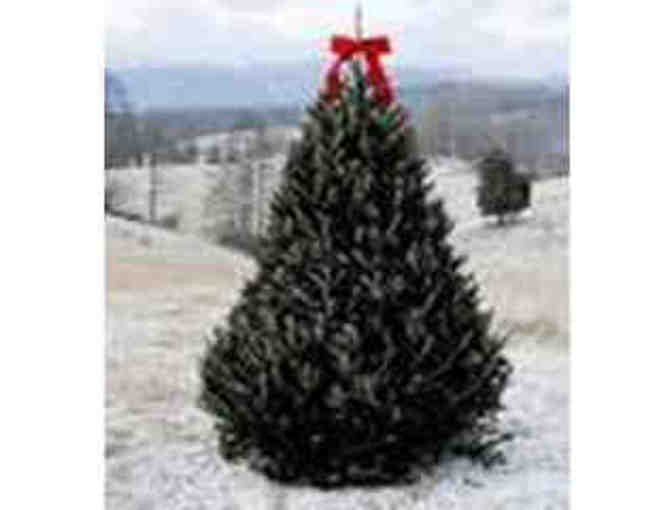 EARLY BIDDING on Fresh Cut Christmas Tree
