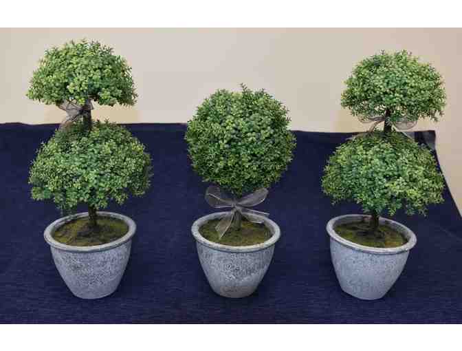 3 Mini Topiary Arrangement