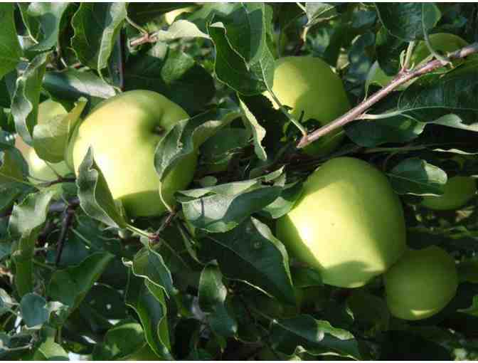 Two Passes to Belkin Lookout Farms