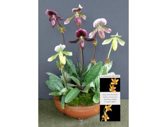 Floradise Paradise Orchid