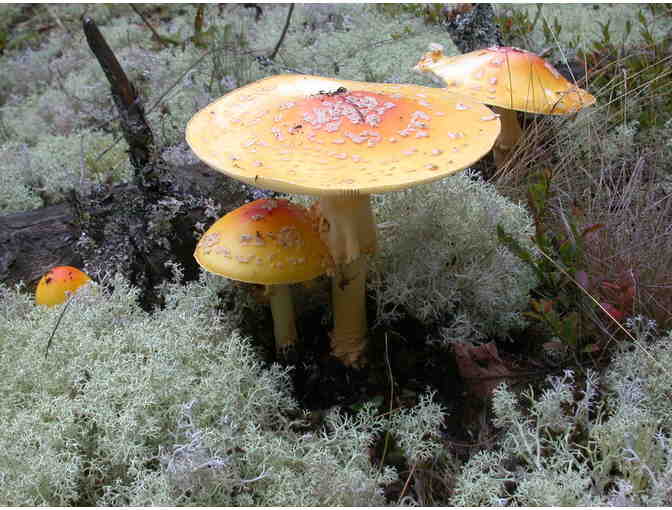 Mushroom Treasures: Walk with Mushroom Expert