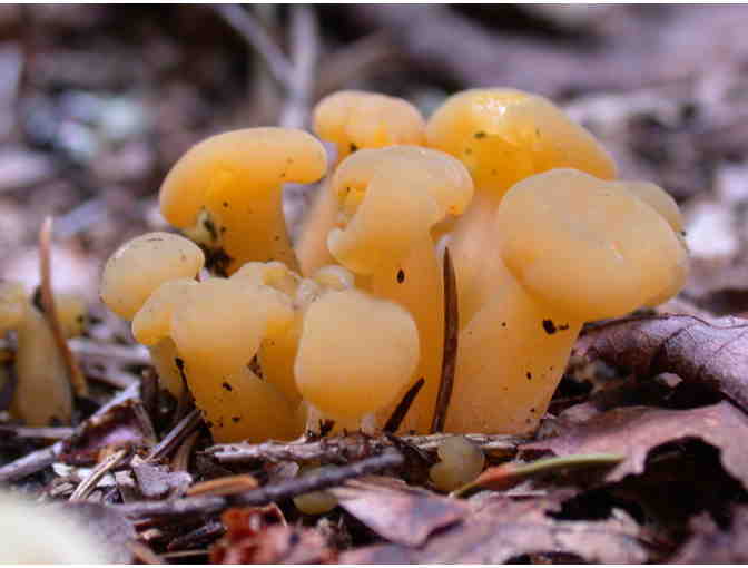 Mushroom Treasures: Walk with Mushroom Expert