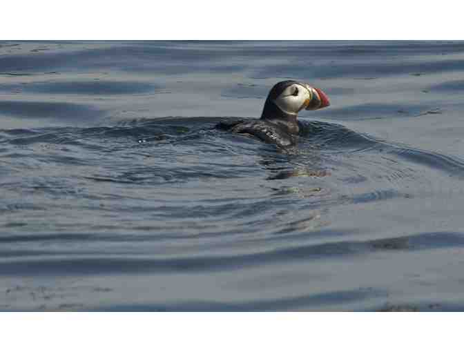 Puffin Boat Trip - 2 Tickets