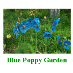 Blue Poppy Gardens
