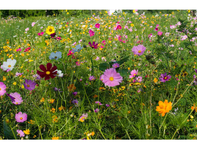Wildflower Hike & Gourmet Lunch along Lower Cataract Lake, CO