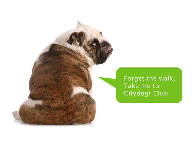 Citydog! Club: Five Days of Dog Daycare