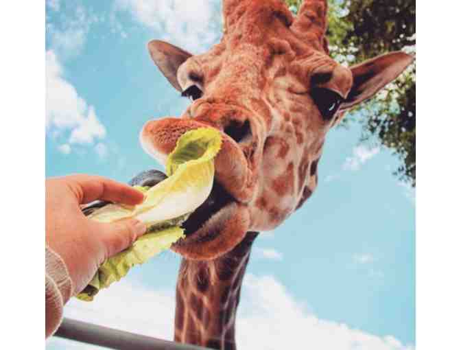 Malibu Wine Safari: Giraffe Safari Gift Card (1 of 2)
