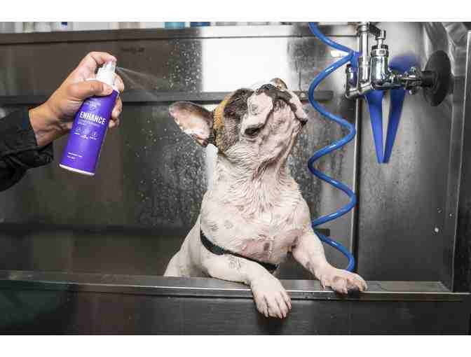 Healthy Spot: Signature Spa Treatment for your Pooch
