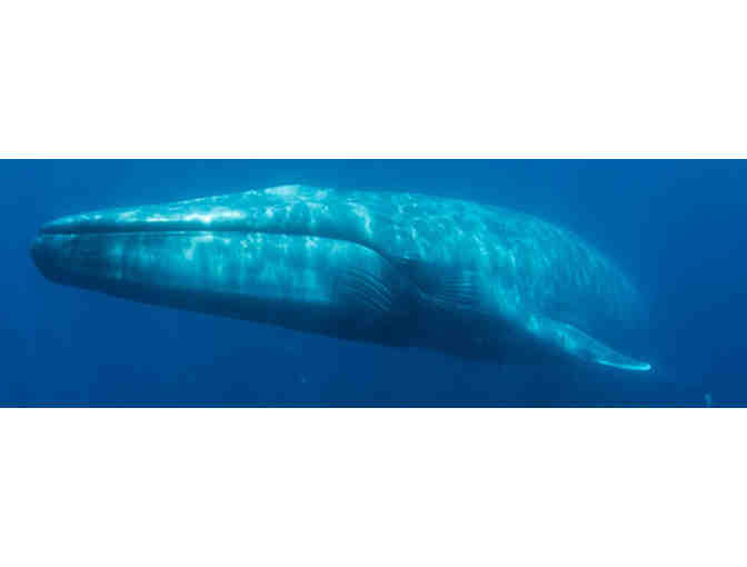 Marina Del Rey Sportfishing - Whale Watching, Admission for 2
