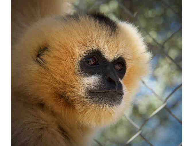 Gibbon Conservation Center - Weekend Entrance for Two