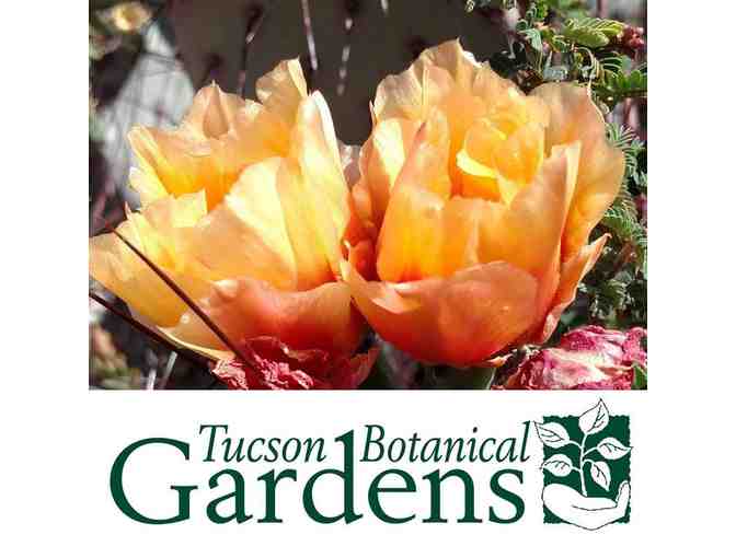 Tucson Botanical Gardens - Four Admission Passes