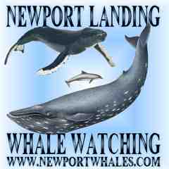 Newport Whales