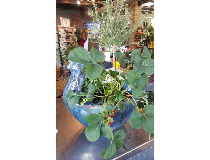 Christy Webber Decorative Planter filled with Plants