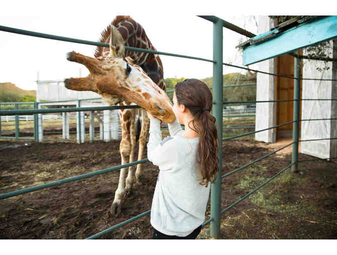 Malibu Wine Safari - Giraffe Tour Admission for one (1) or $95 Gift Certificate