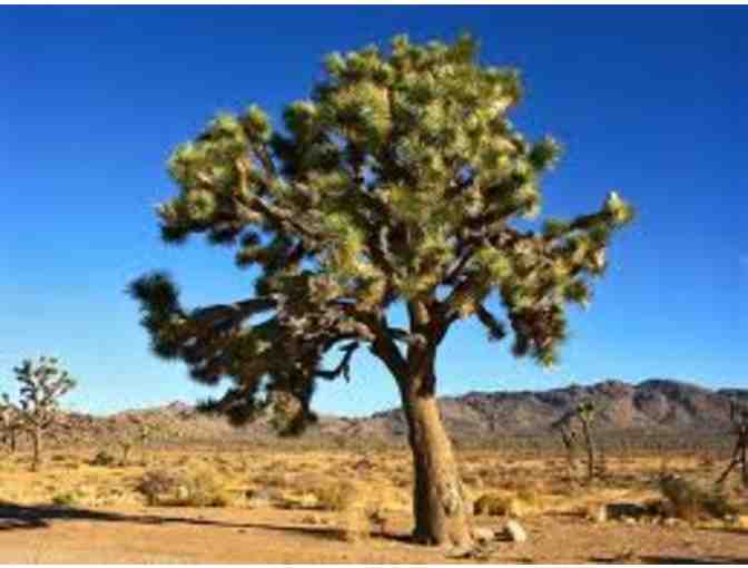 Desert Getaway to Exclusive Palm Springs, CA