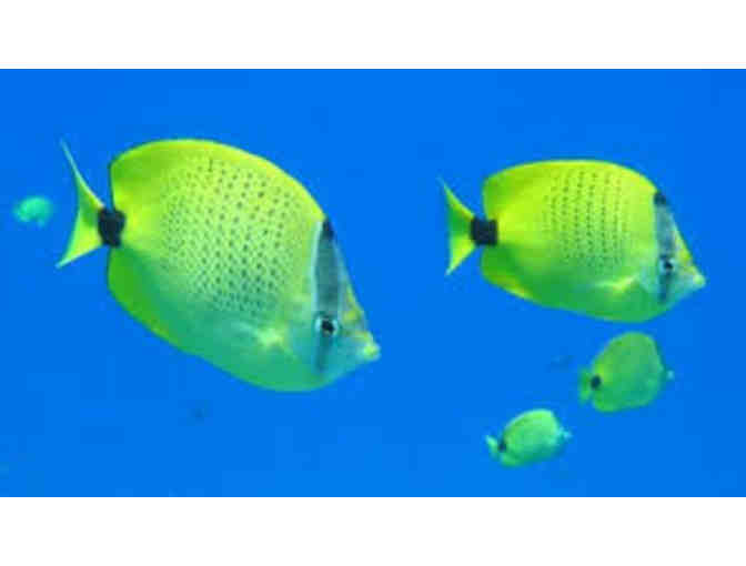 Aquatic Adventure at Hawaii's 'Magic Isle' of Maui