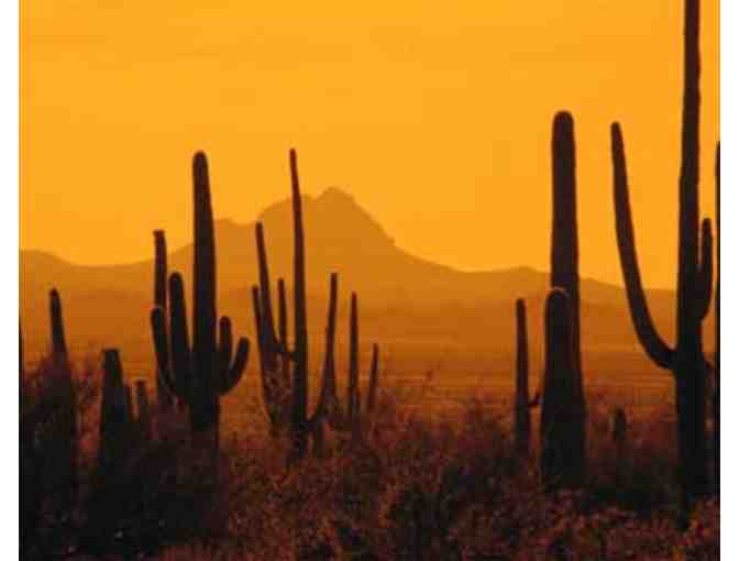 'Park After Dark' Ranger-Guided Night Hike at Saguaro National Park
