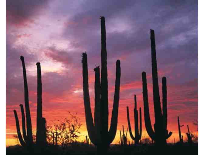 'Park After Dark' Ranger-Guided Night Hike at Saguaro National Park