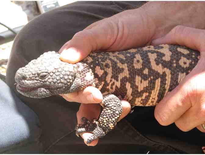 Radio-Tracking Gila Monsters at Saguaro National Park
