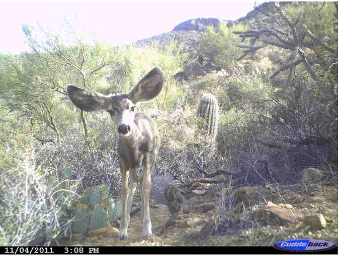 Wildlife Biologist for a Day at Saguaro National Park