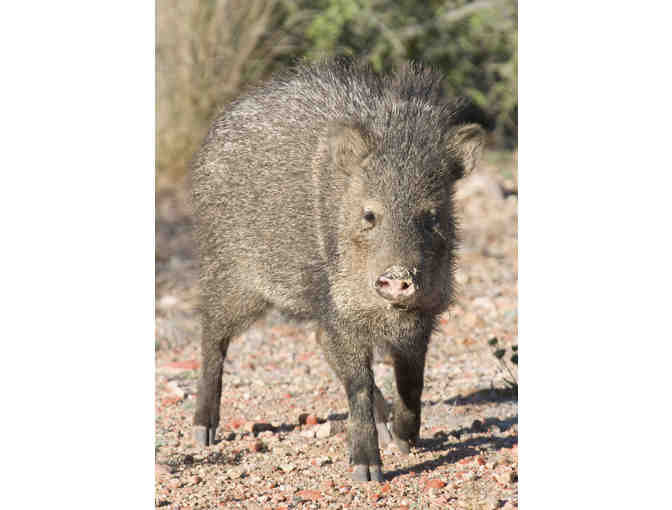 'Scat & Track' Saguaro Wilderness Adventure