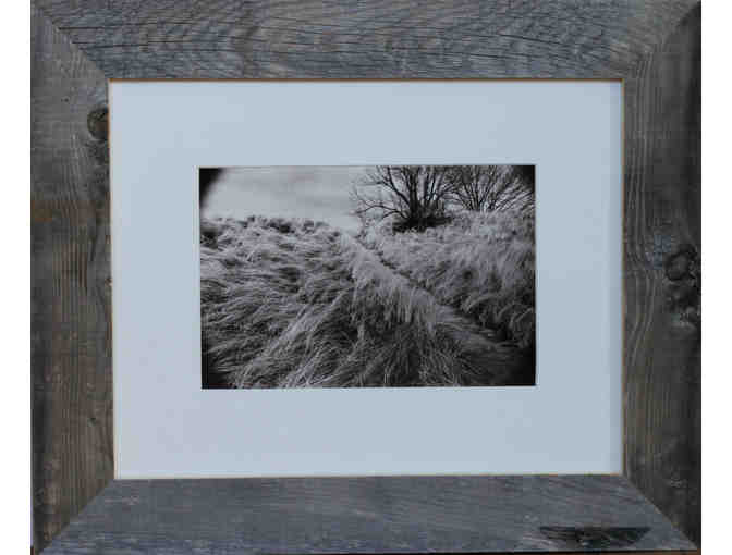 Fred Landis - 'Beach Grass on Dune'