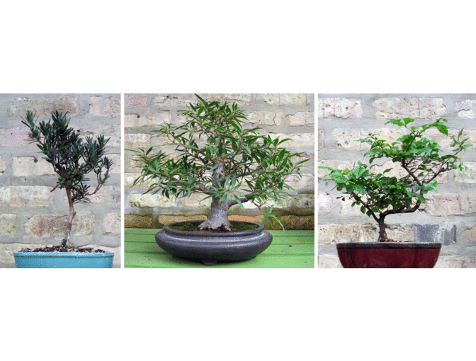 Gethsemane Garden Center - $100 Gift Certificate